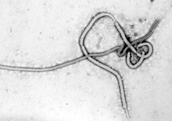 ебола