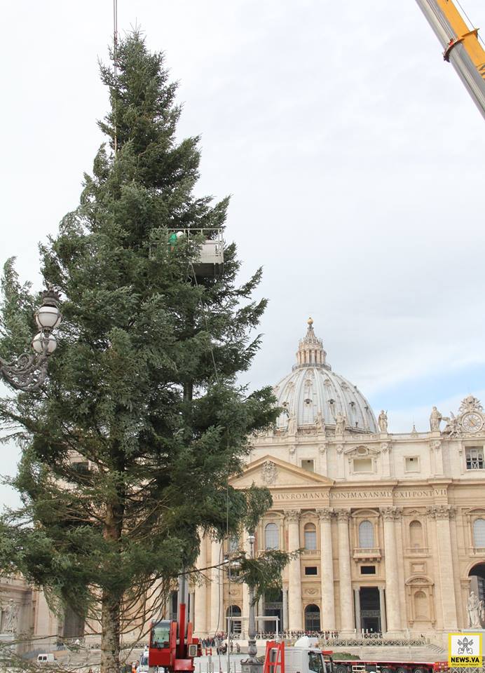Різдвяна ялинка прибула до Ватикану з Калабрії - 2014