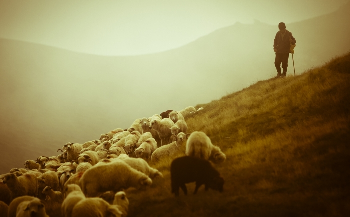 пастух і вівці