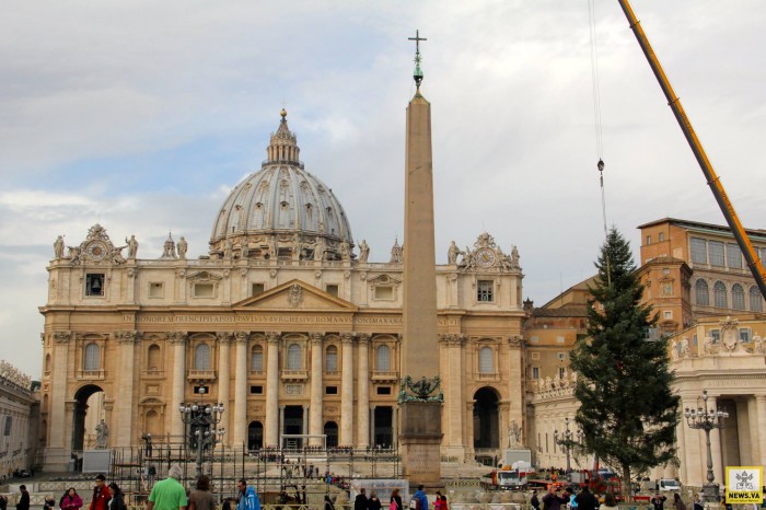 Різдвяна ялинка прибула до Ватикану з Калабрії - 2014