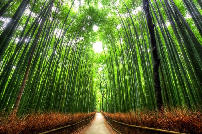 бамбуковий ліс