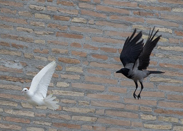 Ватиканські голуби три роки тому врятувалися. Це знак?